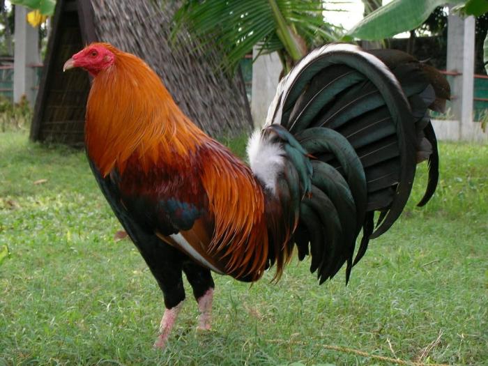 Khám phá những thông tin thú vị về gà Mỹ Kelso dòng 1412415182