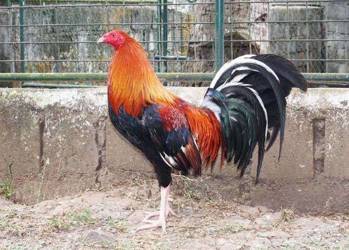 Khám phá những thông tin thú vị về gà Mỹ Kelso dòng 1412415182