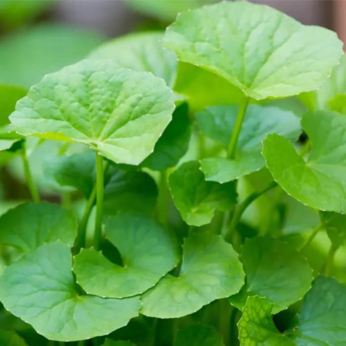 Nằm mơ thấy gotu kola nên đánh con bao nhiêu?