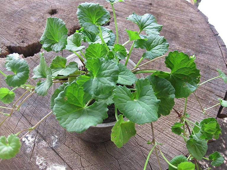 Nằm mơ thấy gotu kola nên đánh con bao nhiêu?