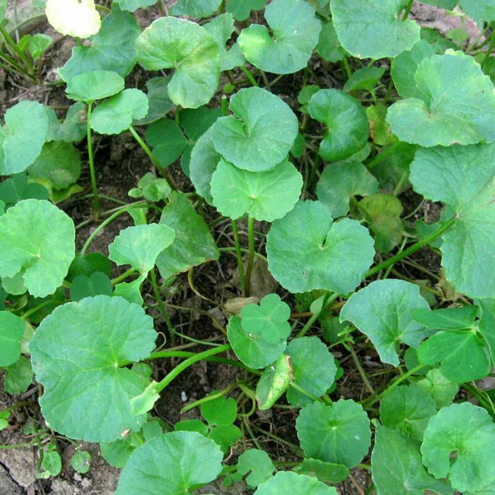 Nằm mơ thấy gotu kola nên đánh con bao nhiêu?