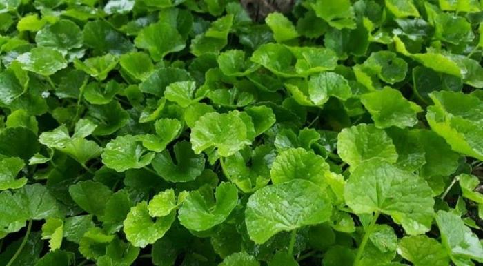 Nằm mơ thấy gotu kola nên đánh con bao nhiêu?