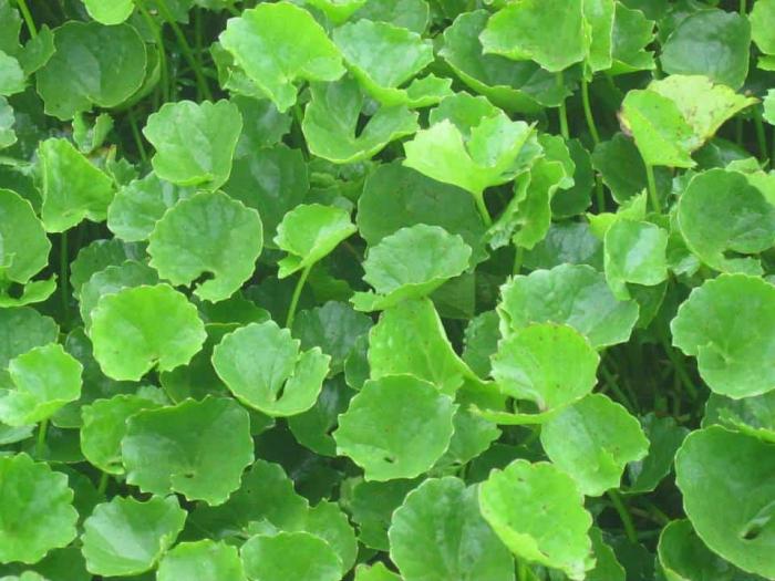 Nằm mơ thấy gotu kola nên đánh con bao nhiêu?