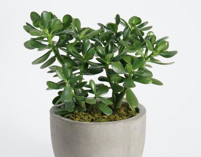 Sử dụng những con số may mắn để giải mã giấc mơ về Yushu 1011612957