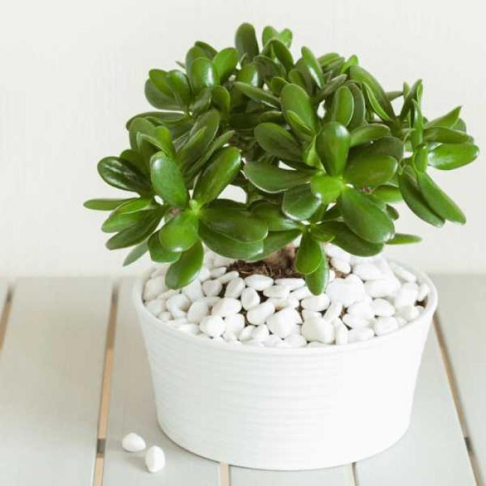 Sử dụng những con số may mắn để giải mã giấc mơ về Yushu 1011612957
