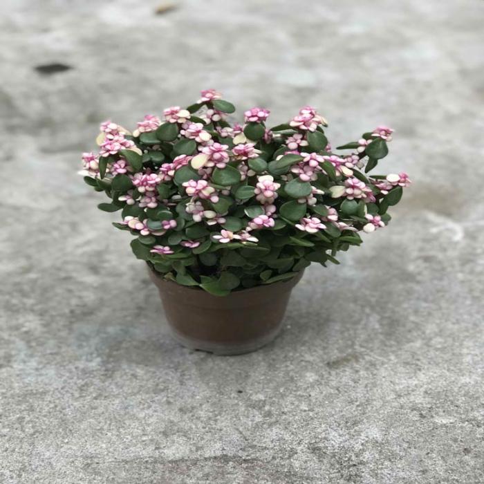 Sử dụng những con số may mắn để giải mã giấc mơ về Yushu 1011612957