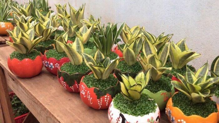 Nằm mơ thấy lưỡi mèo nên đánh con gì? 1688336994