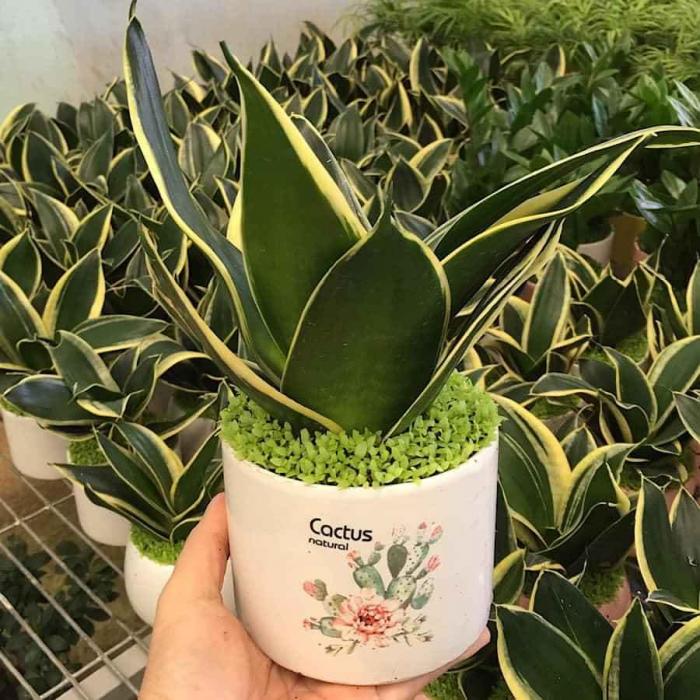Nằm mơ thấy lưỡi mèo nên đánh con gì? 1688336994