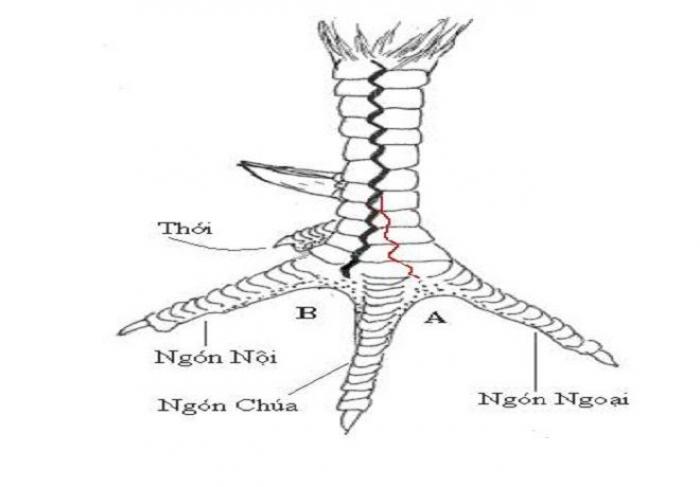 Tổng hợp vảy gà chọi xấu không nên chọn 944631293