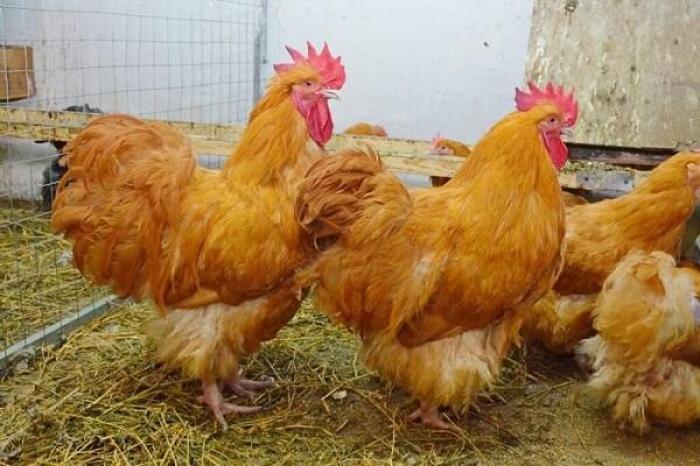 Tìm hiểu những thông tin thú vị liên quan đến Orpington Chicken 566478086