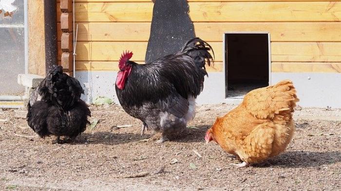 Tìm hiểu những thông tin thú vị liên quan đến Orpington Chicken 566478086