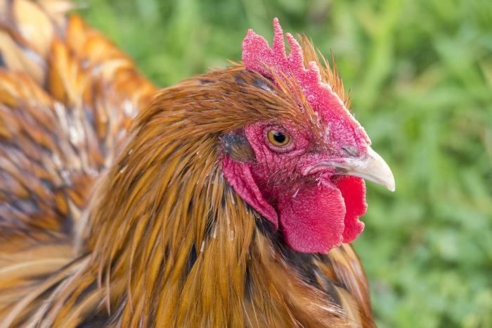 Tìm hiểu những thông tin thú vị liên quan đến Orpington Chicken 566478086