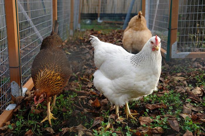 Tìm hiểu những thông tin thú vị liên quan đến Orpington Chicken 566478086