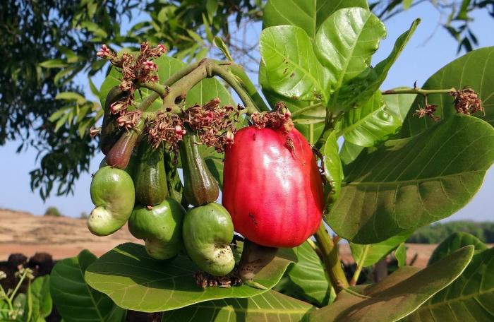 Nằm mơ thấy cây điều đánh con gì?