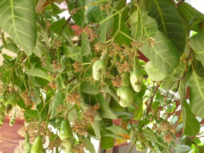 Nằm mơ thấy cây điều đánh con gì?