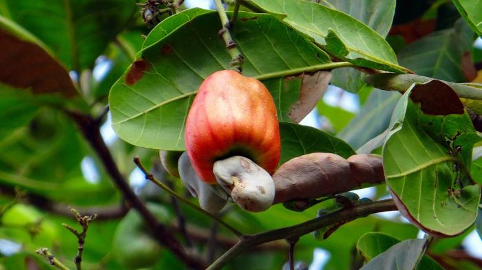 Nằm mơ thấy cây điều đánh con gì?