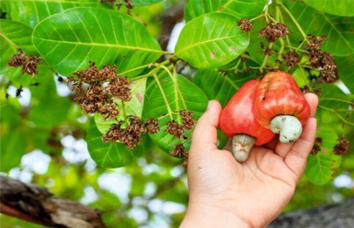 Nằm mơ thấy cây điều đánh con gì?
