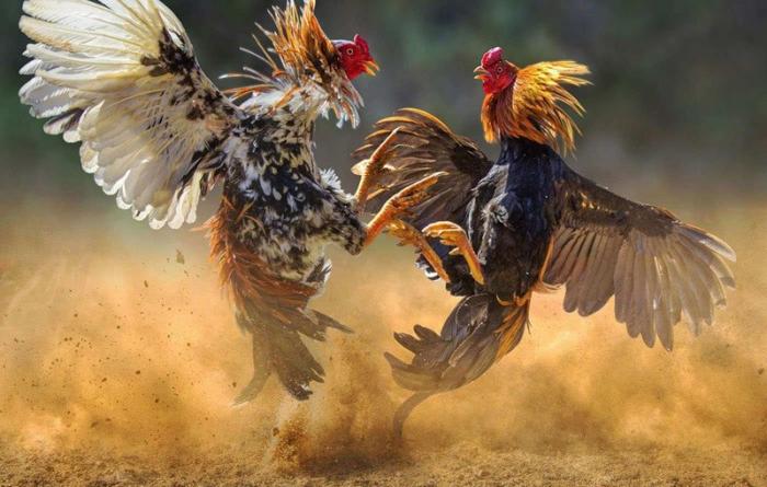 Lợi ích của việc cho gà đá uống mật ong là gì?