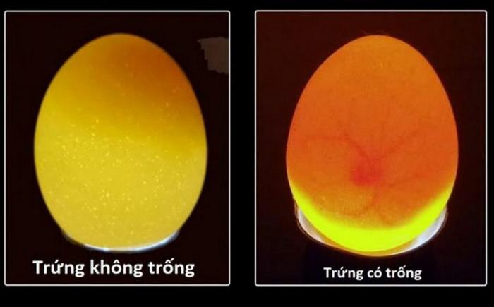 Hướng dẫn cách soi trứng gà đơn giản và hiệu quả 677901261