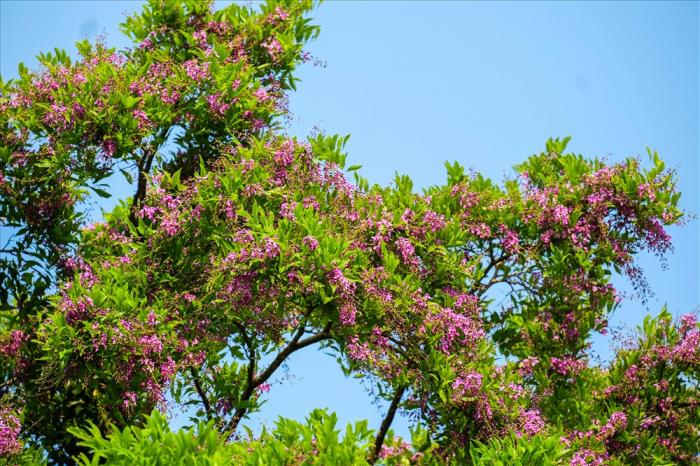 Nằm mơ thấy quả dâu tây là điềm lành hay dữ? 