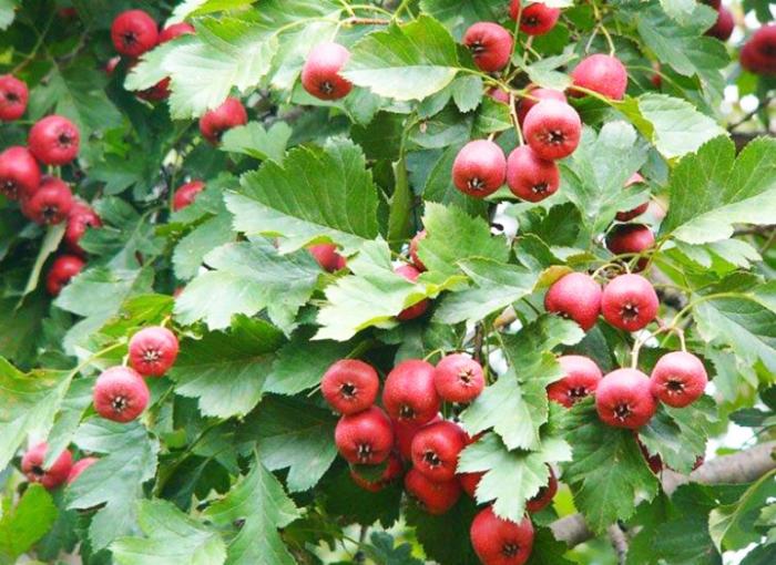 Nằm mơ thấy quả dâu tây là điềm lành hay dữ? 