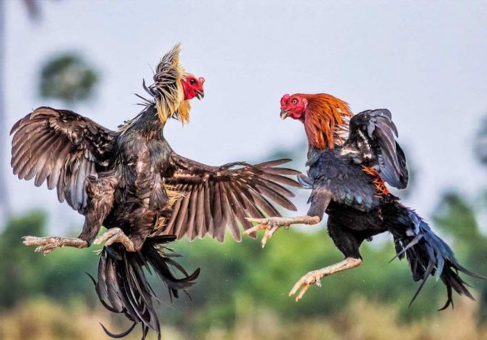Tiết lộ 10 dấu hiệu của gà trống đầu đàn