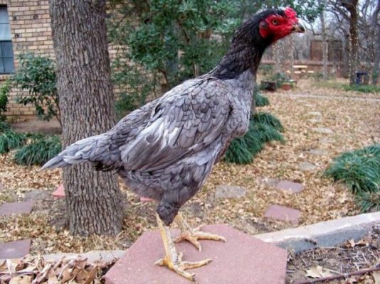 Tiết lộ cách chọn gà mái sinh sản tốt nhất 1878570888