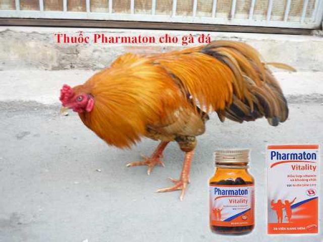 Gà có được uống thuốc trước khi chiến đấu không? 604393780