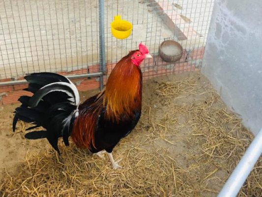 Gà Asil Mỹ - Đặc điểm ngoại hình của gà lai chọi dũng mãnh 1030839813