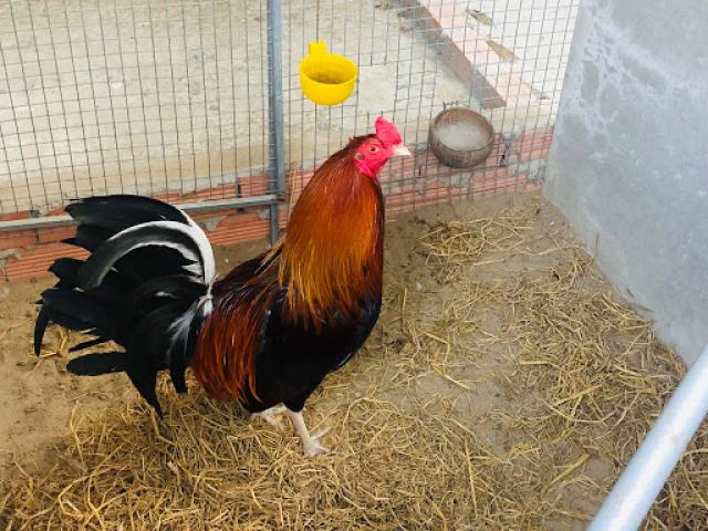 Gà Asil Mỹ - Đặc điểm ngoại hình của gà lai chọi dũng mãnh 1030839813
