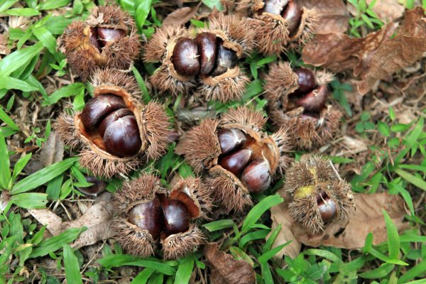 Nằm mơ thấy cây dẻ, hội viên sẽ đánh con gì để kiếm tiền?  522990353