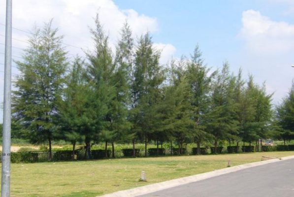 Nằm mơ thấy cây dương thì ngày mai đánh con gì?  2146366115