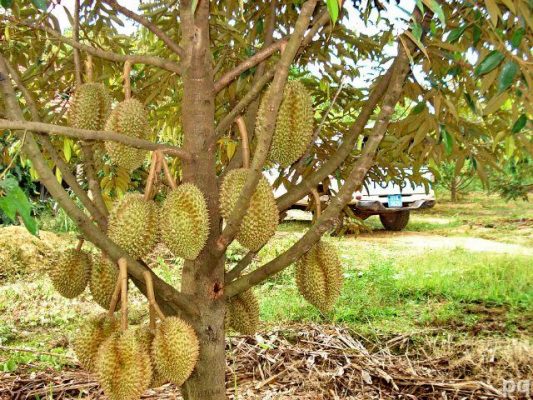 Nằm mơ thấy cây sầu riêng đánh cây to có ý nghĩa gì?  1366764633