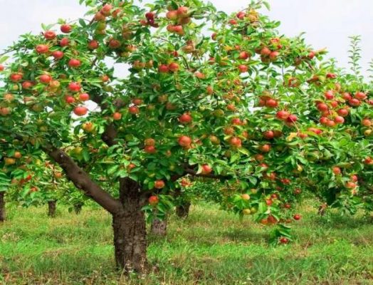 Nằm mơ thấy cây táo đánh con gì là trúng đậm?  279800194