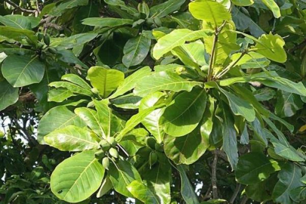 Nằm mơ thấy đại bàng đánh cây có ý nghĩa gì?  1404144407