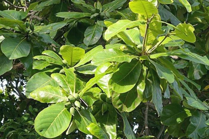 Nằm mơ thấy đại bàng đánh cây có ý nghĩa gì?  1404144407