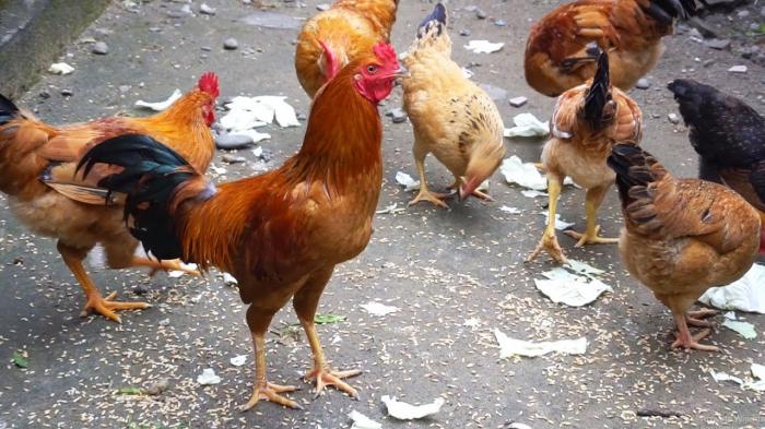 Nằm mơ thấy gà bị đánh là điềm báo gì? Giải mã trò chơi đá gà 1966885400