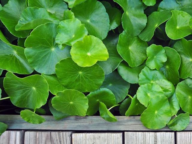 Nằm mơ thấy gotu kola nên đánh con bao nhiêu?  1262808087