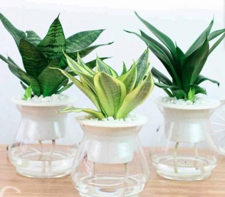 Nằm mơ thấy lưỡi mèo nên đánh con gì?  1688336994