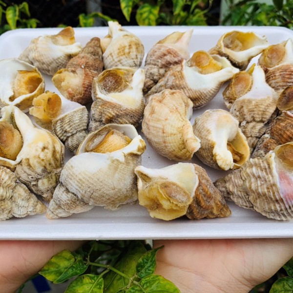  Nằm mơ thấy ốc sên có ý nghĩa gì? Cuộc chiến lớn nên là gì? 2100759593