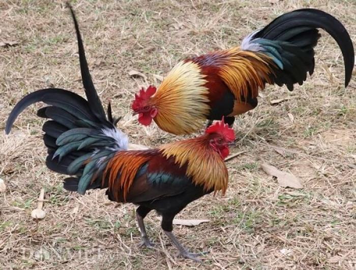 Bí quyết nuôi gà chọi hiệu quả nhất