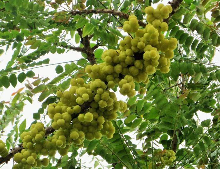 Nằm mơ thấy dây ruột đánh con gì, đánh lô đề con gì? 2063596442
