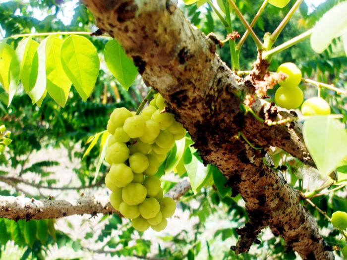 Nằm mơ thấy dây ruột đánh con gì, đánh lô đề con gì? 2063596442
