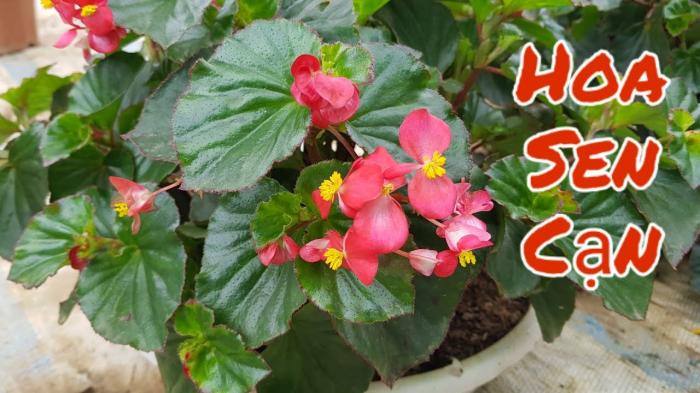 Nằm mơ thấy hoa sen khô có phải là điềm báo tốt không?