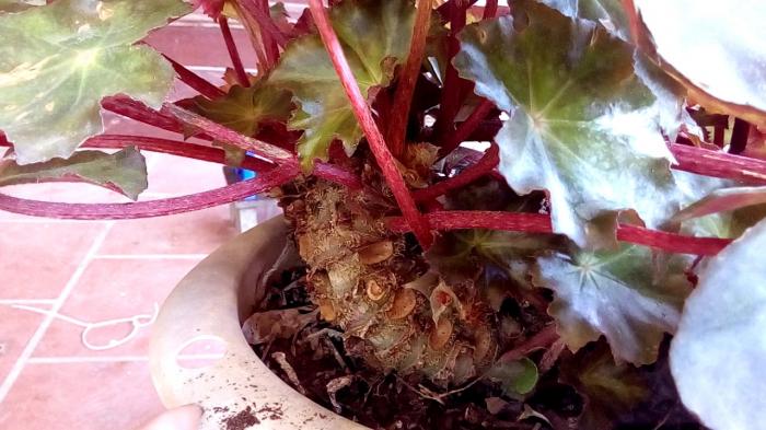 Nằm mơ thấy hoa sen khô có phải là điềm báo tốt không?