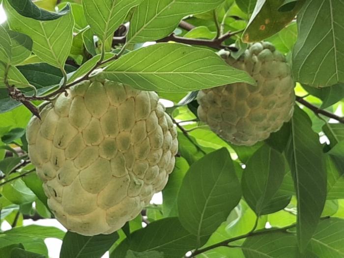 Nằm mơ thấy cây ổi / cây ổi, trúng lớn có ý nghĩa gì? 