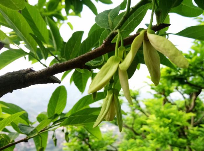 Nằm mơ thấy cây ổi / cây ổi, trúng lớn có ý nghĩa gì? 