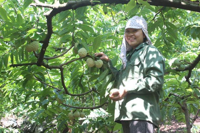 Nằm mơ thấy cây ổi / cây ổi, trúng lớn có ý nghĩa gì? 