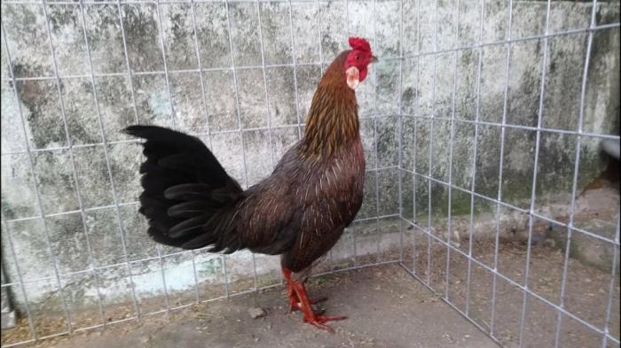 Kỹ thuật đổ gà đá tạo dòng mới cực kỳ hoàn hảo