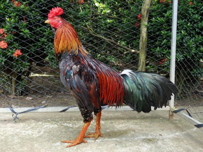 Kỹ thuật đổ gà đá tạo dòng mới cực kỳ hoàn hảo